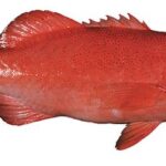 red-coral-trout-1500g